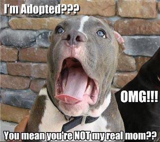 1stum what im adopted